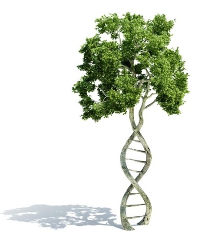 DNA shaped tree